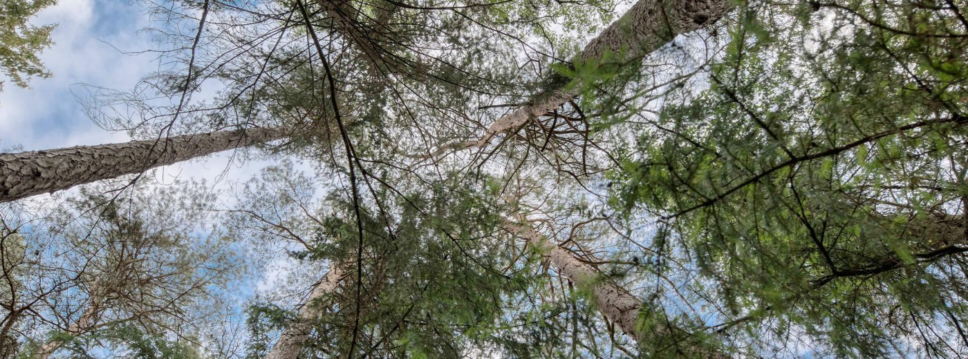 Gröna granar sett underifrån